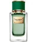 Velvet Cypress Dolce&Gabbana