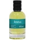 Amatus