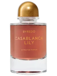 Casablanca Lily 2025