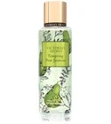 Tempting Pear Jasmine